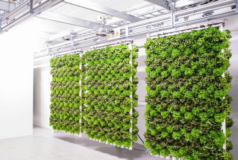 Agricultura vertical