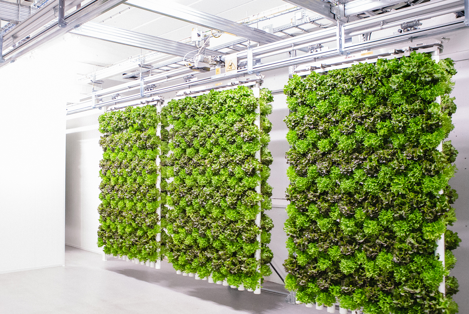 Agricultura vertical